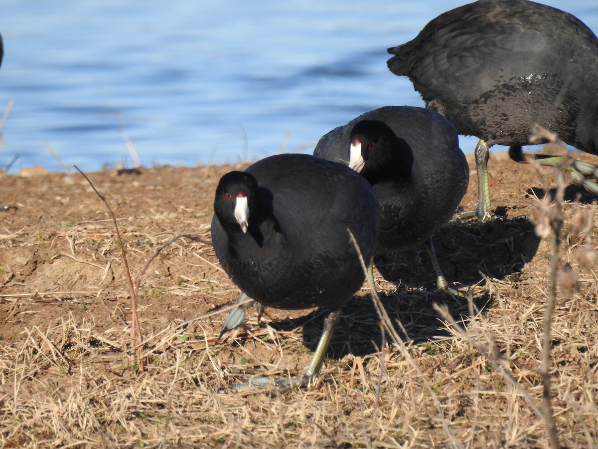 American Coot (Red-shielded) - ML25239861