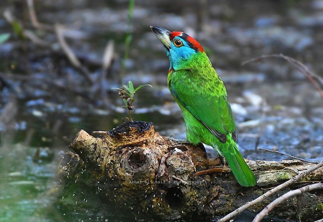 Definitive Basic Blue-throated Barbet (subspecies&nbsp;<em class="SciName notranslate">asiaticus</em>). - Blue-throated Barbet - 
