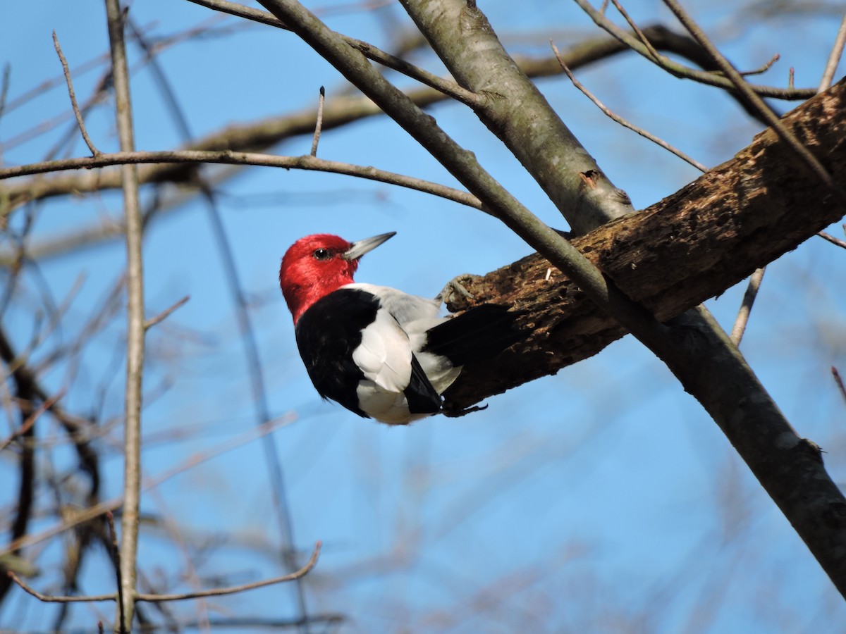 Red-headed Woodpecker - ML25240121