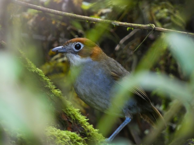 White-throated Antpitta - White-throated Antpitta - 