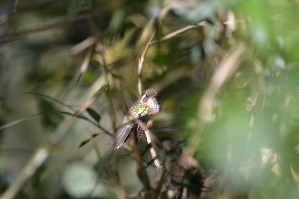 Speckled Hummingbird - Juan Aguilar