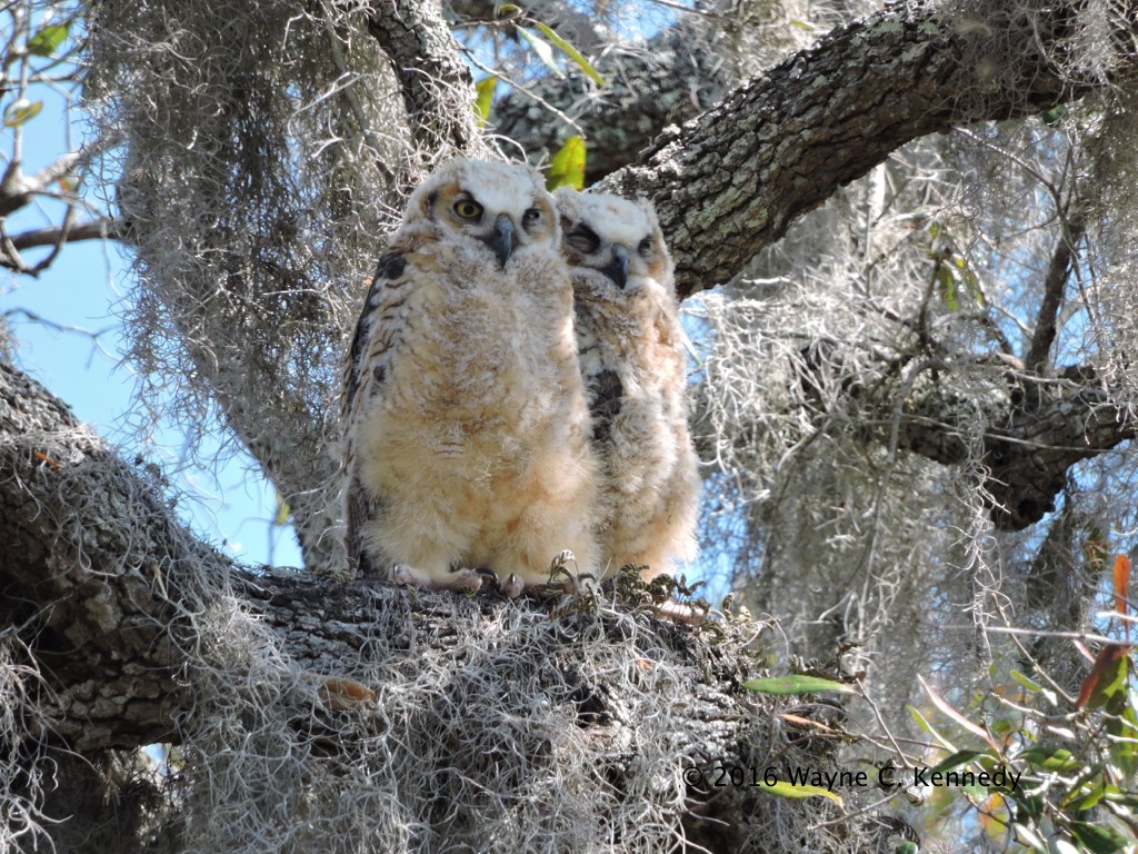 Great Horned Owl - Wayne Kennedy