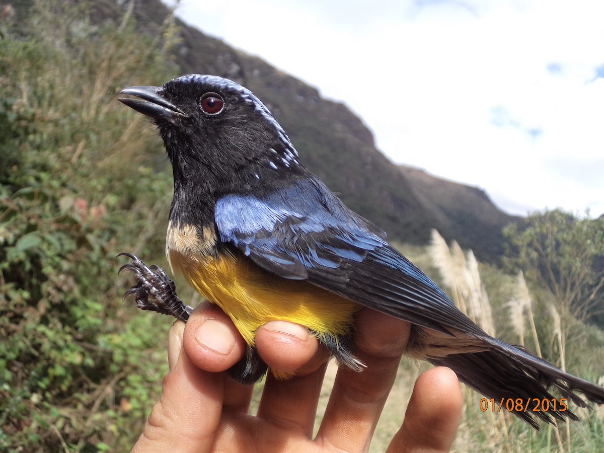 Buff-breasted Mountain Tanager - Juan Aguilar