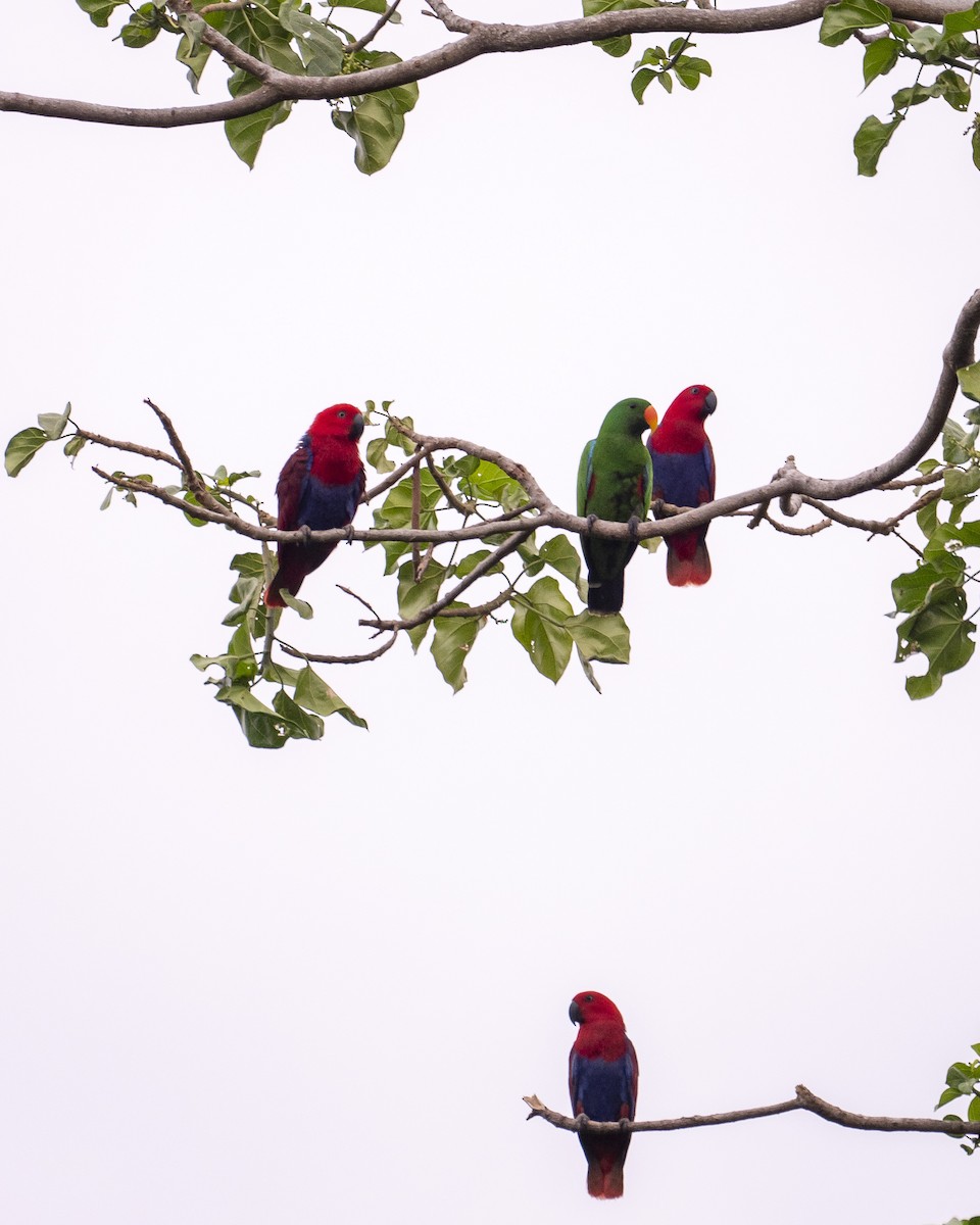 Papua Eklektus Papağanı - ML252406971