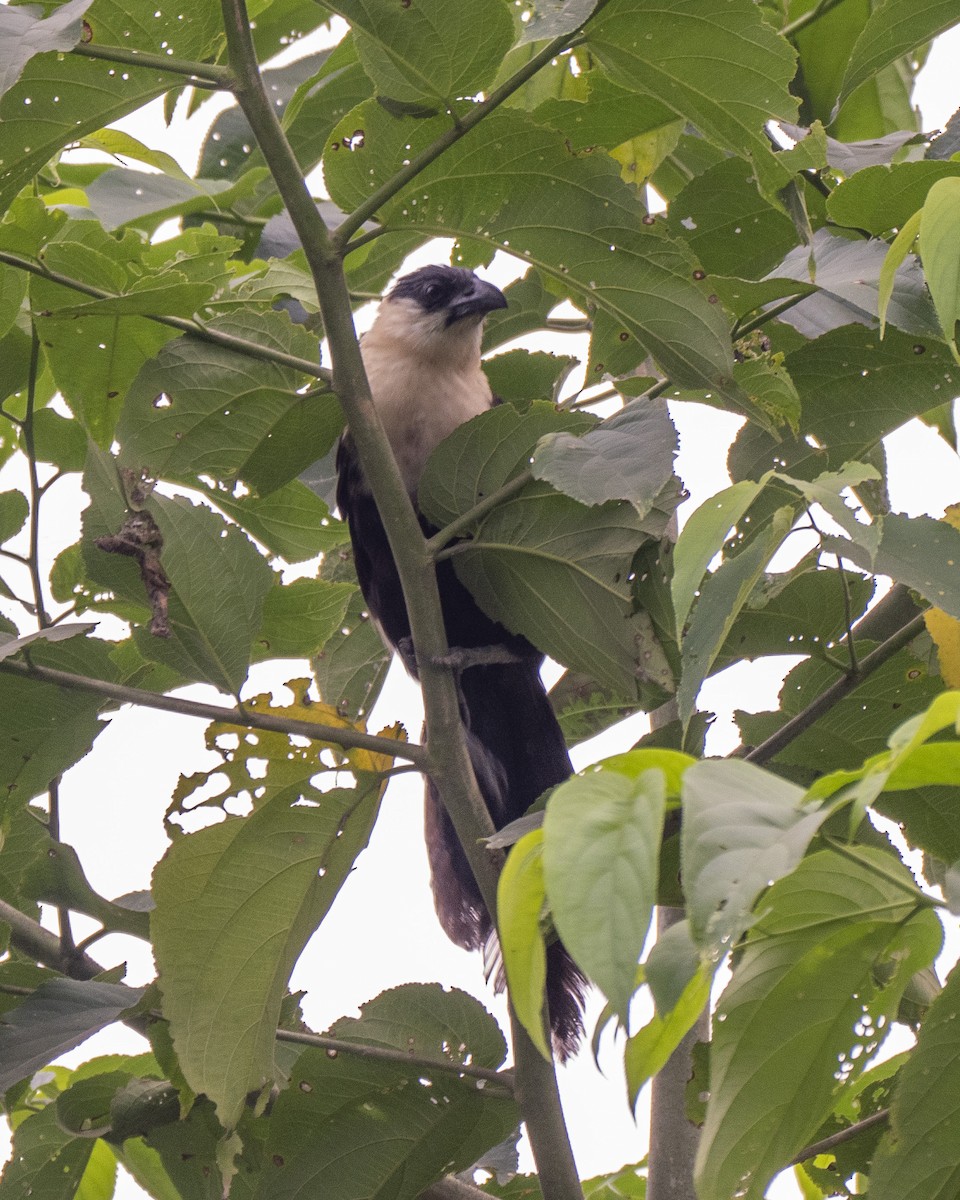 Pied Coucal - ML252407561