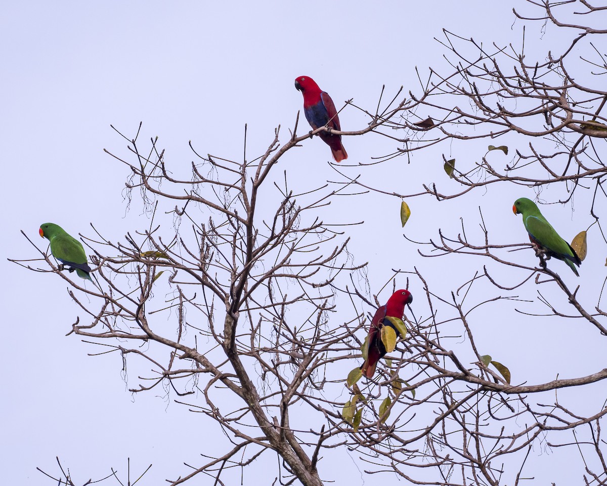 Papua Eklektus Papağanı - ML252408501