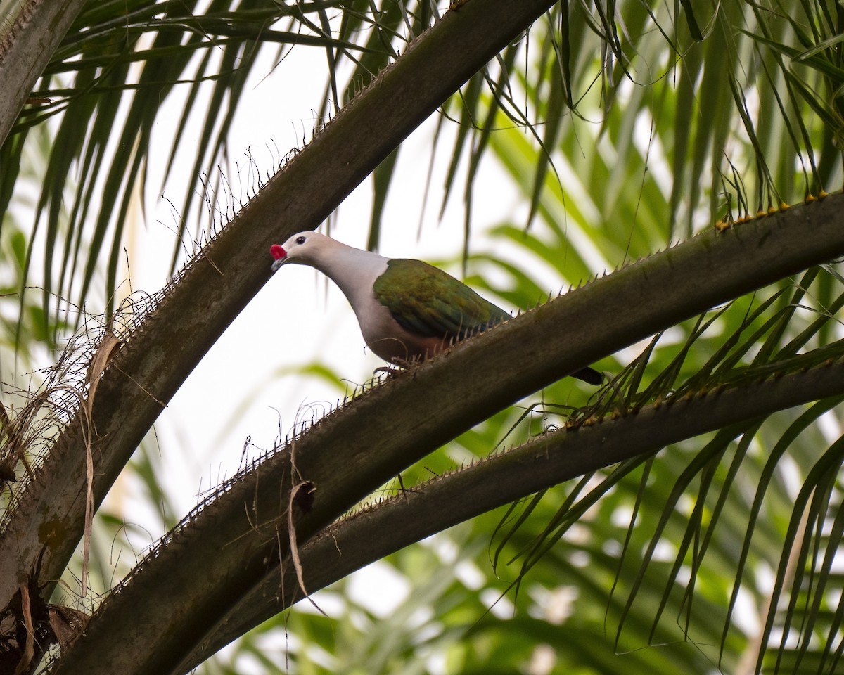Red-knobbed Imperial-Pigeon - ML252409671