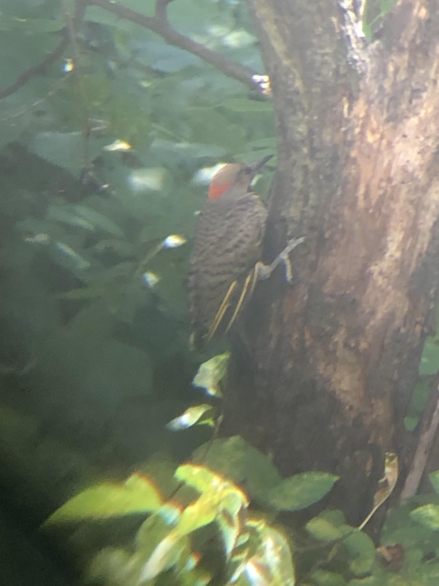 Northern Flicker (Yellow-shafted) - ML252409811