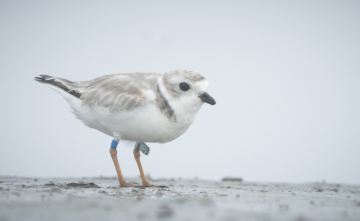 Piping Plover - Anonymous