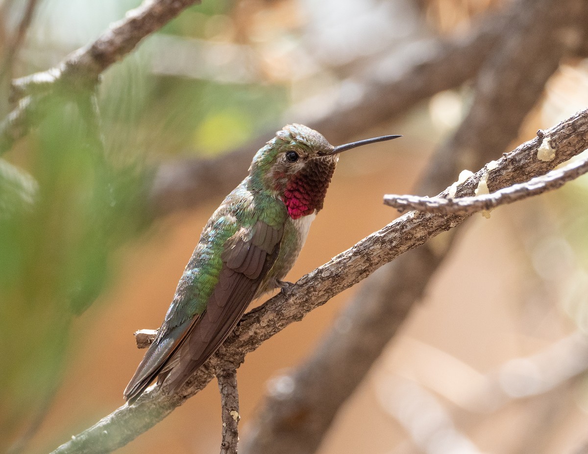 Broad-tailed Hummingbird - ML252417931