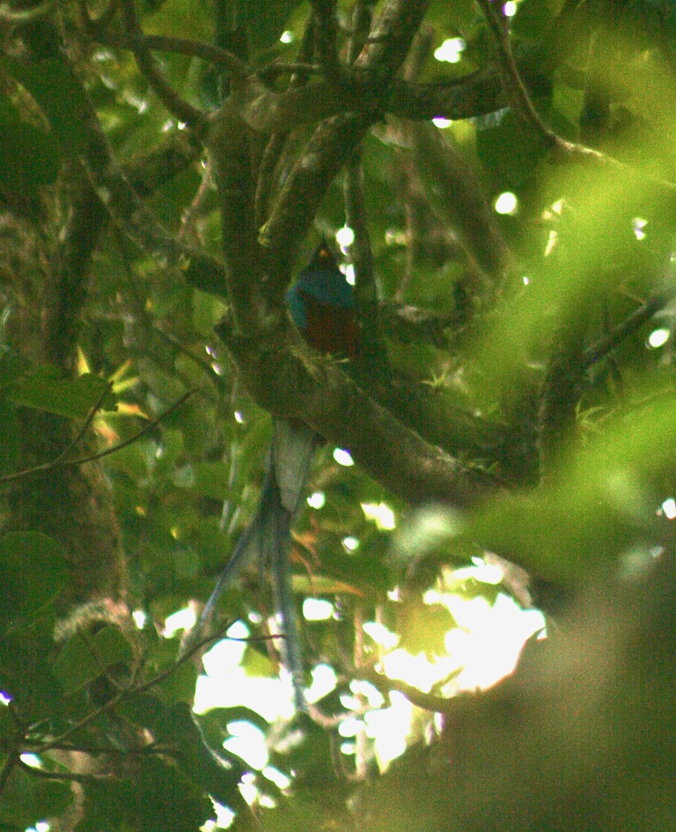 Quetzal Guatemalteco - ML252418191