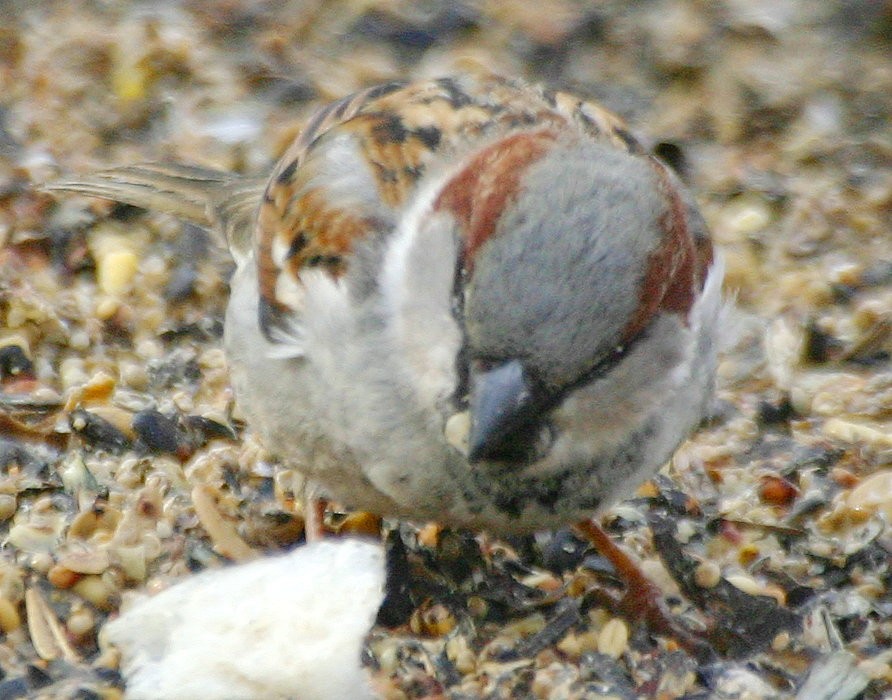 House Sparrow - ML25242081