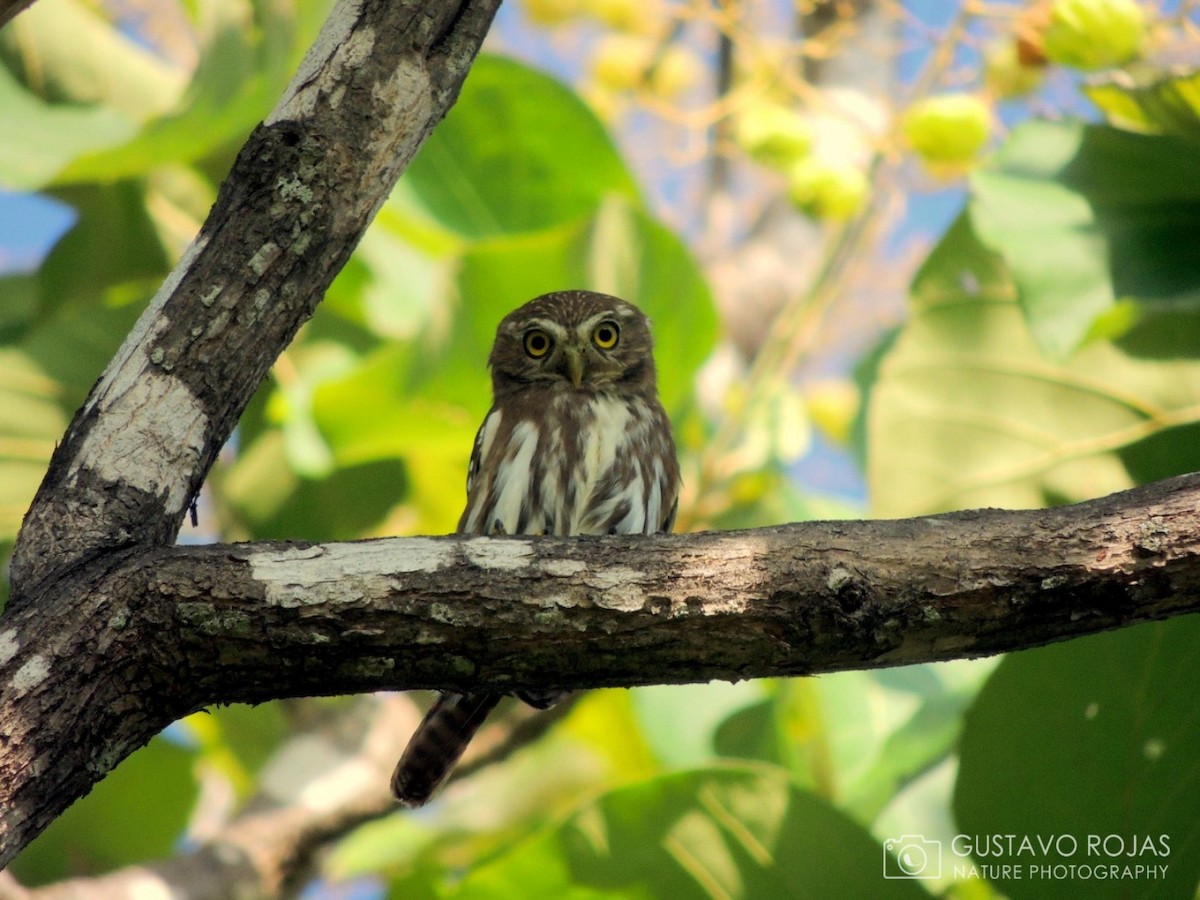 Ferruginous Pygmy-Owl - ML252421661