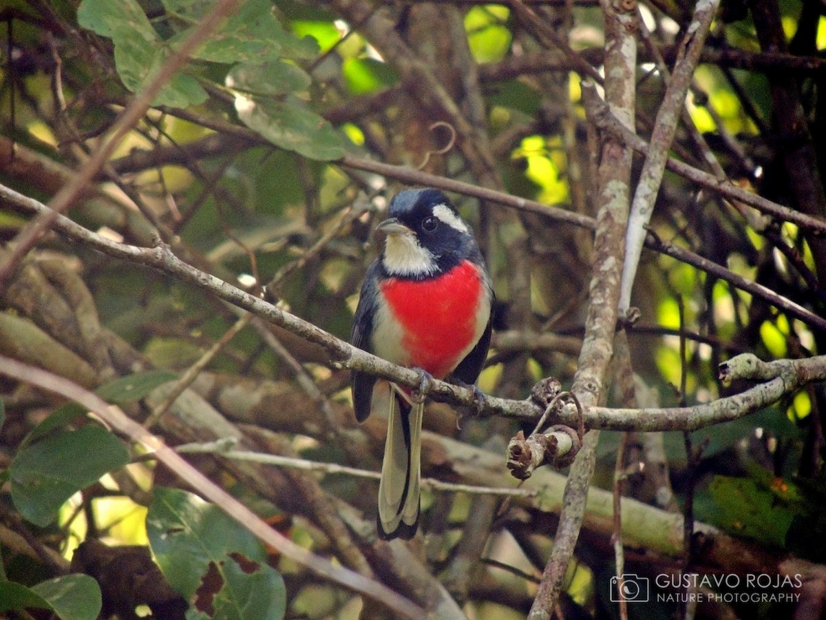 Red-breasted Chat - ML252422241