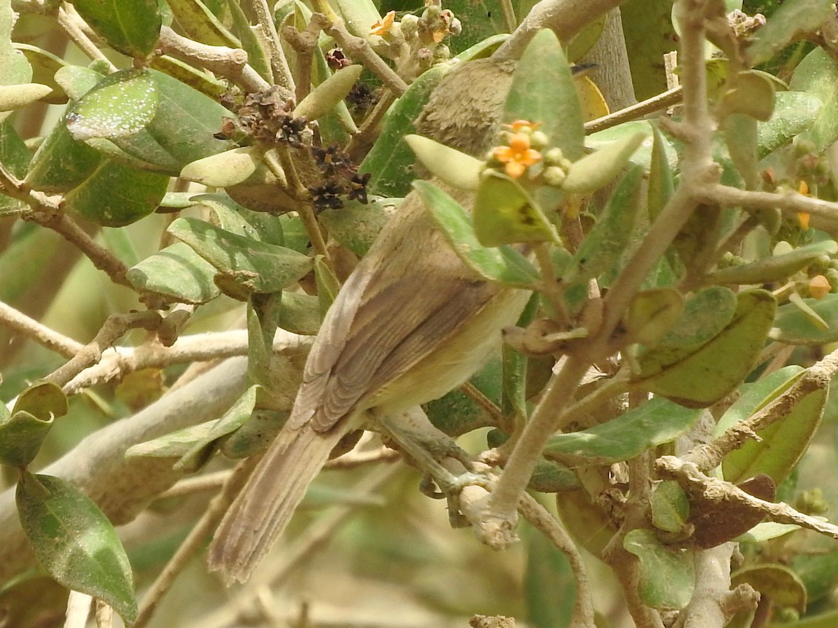 Common Reed Warbler (Mangrove) - ML252423911