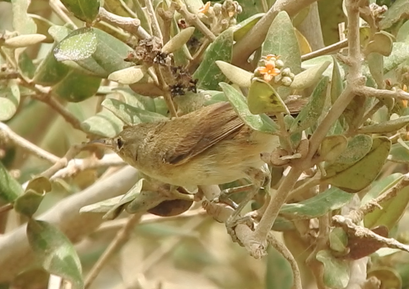 Common Reed Warbler (Mangrove) - ML252423921