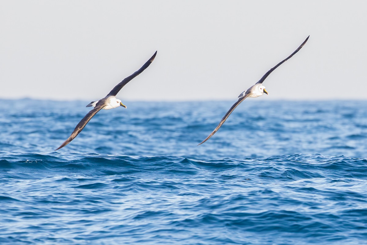 Atlantik Sarı Gagalı Albatrosu - ML252425821