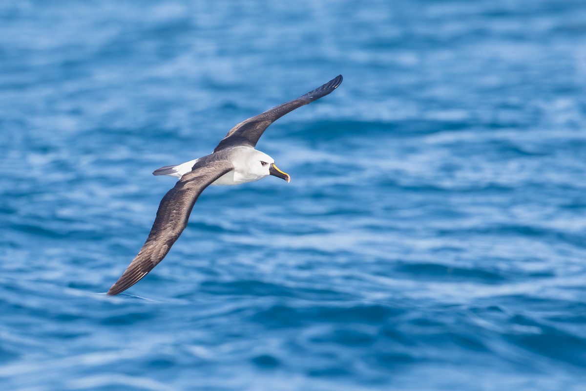 Albatros à nez jaune - ML252426231