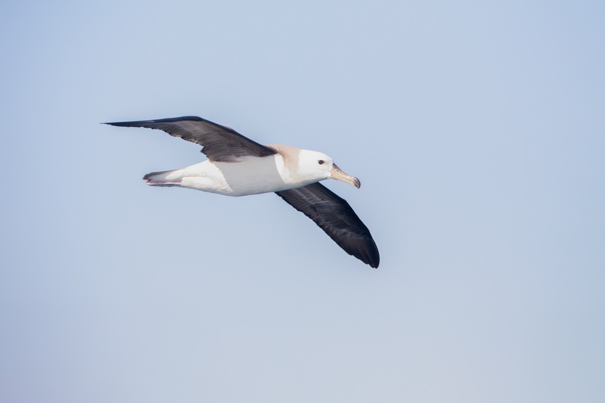 Albatros à sourcils noirs - ML252426281