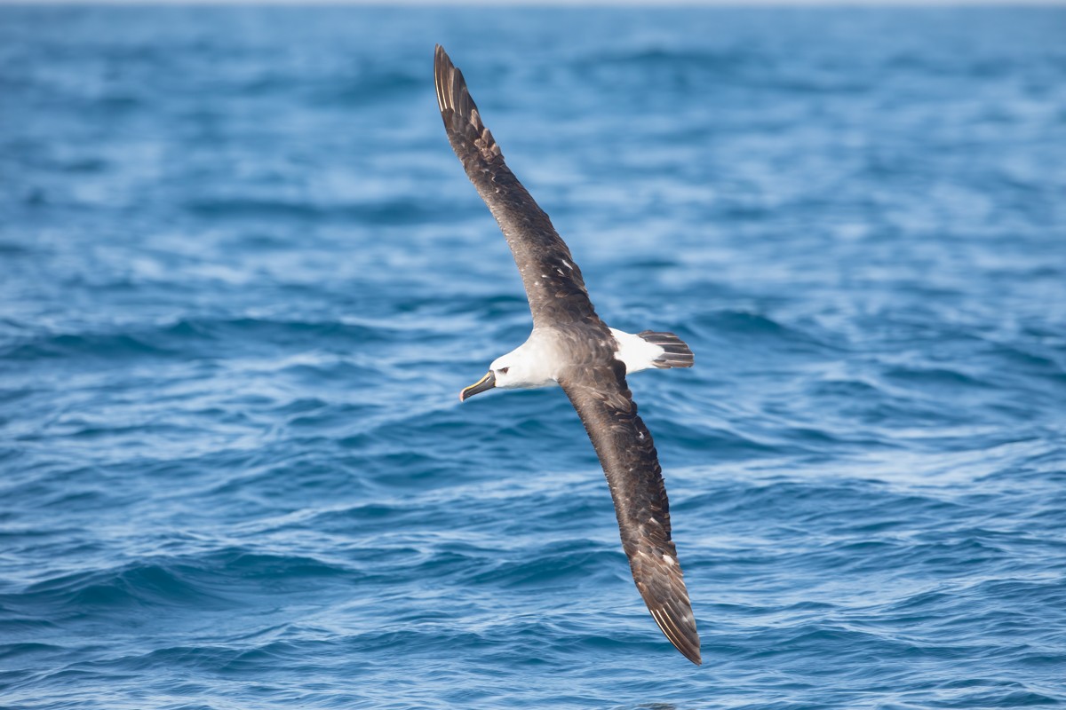 Atlantik Sarı Gagalı Albatrosu - ML252426391