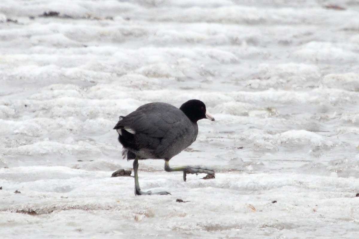 American Coot (Red-shielded) - Jeff Bryant