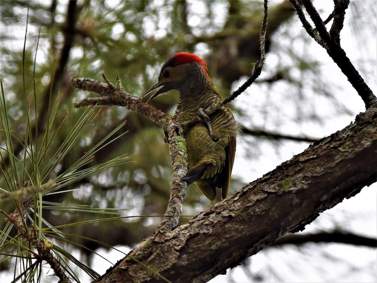 Golden-olive Woodpecker - Blancaneaux Lodge Mnt pine ridge