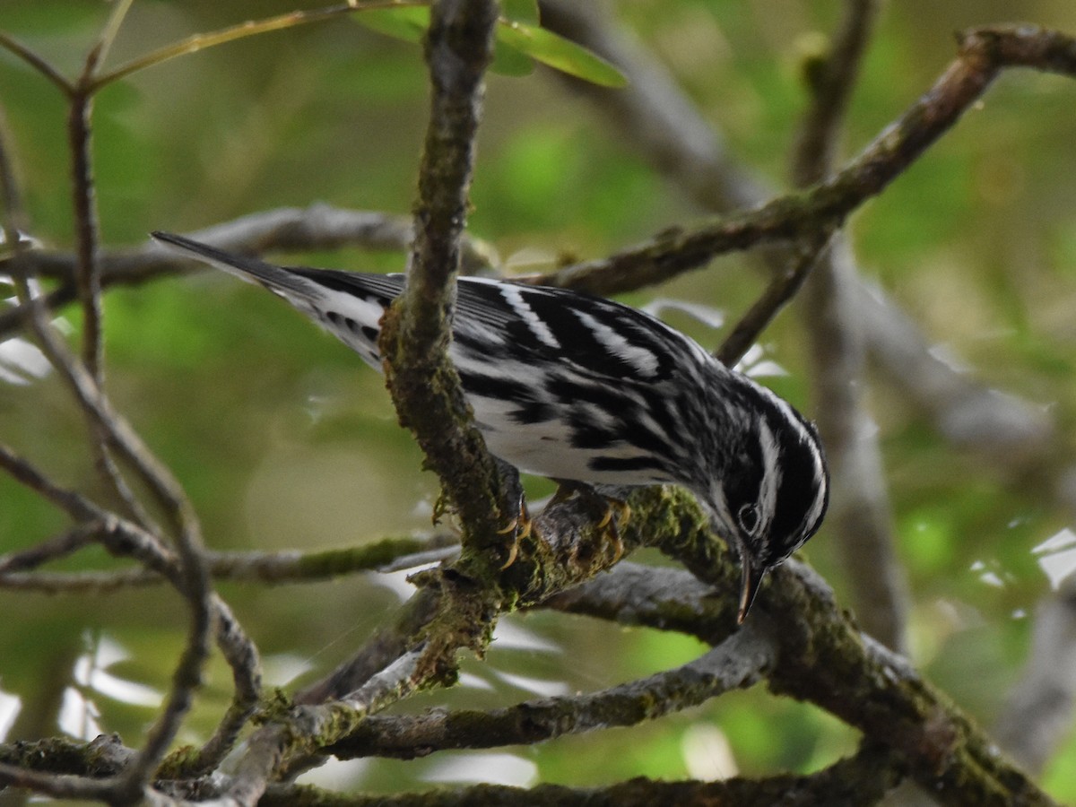 Black-and-white Warbler - ML252427731