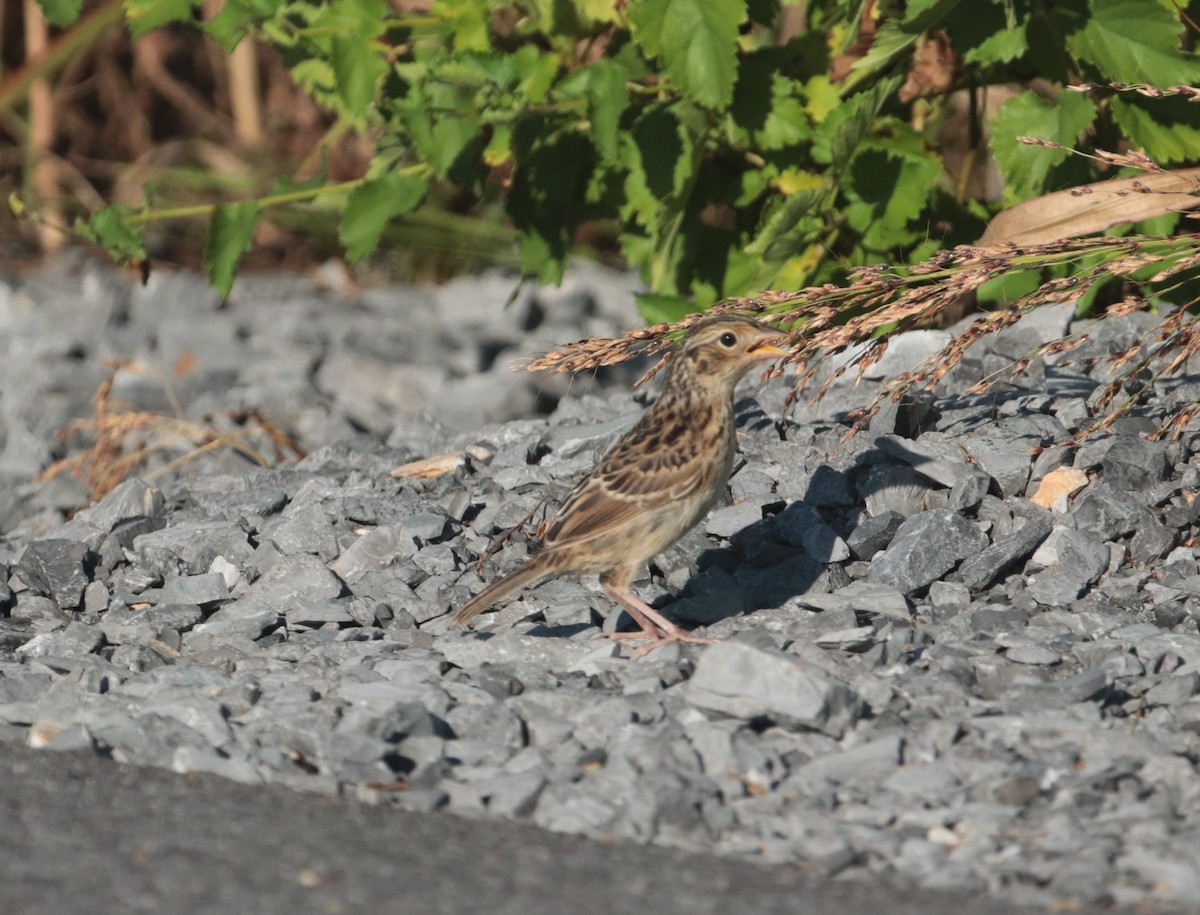 Grasshopper Sparrow - ML252429571