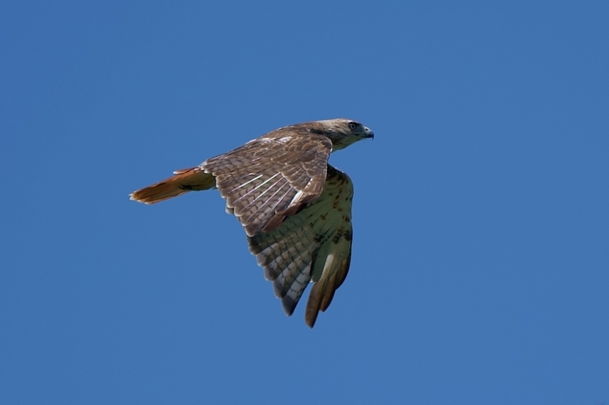 Red-tailed Hawk - ML252430761