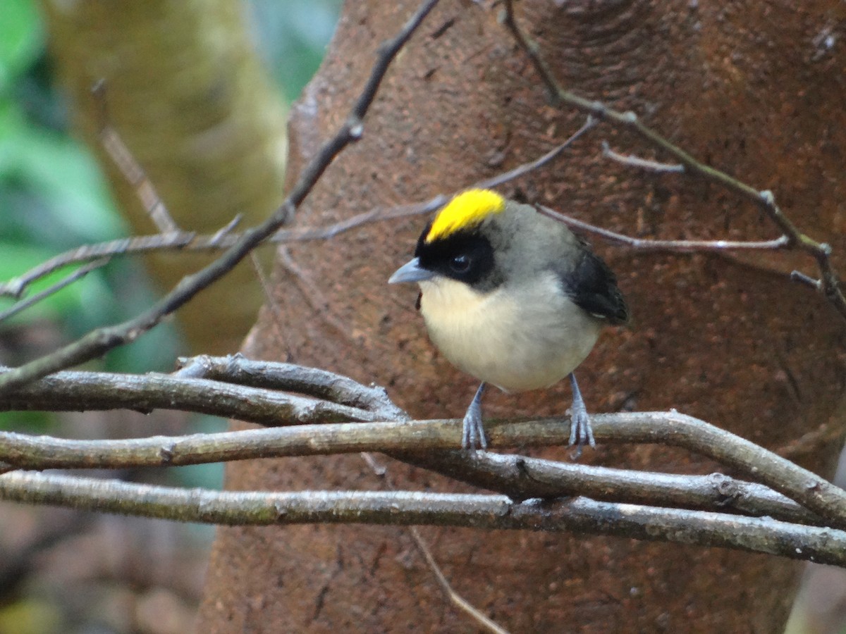 Black-goggled Tanager - ML252431051