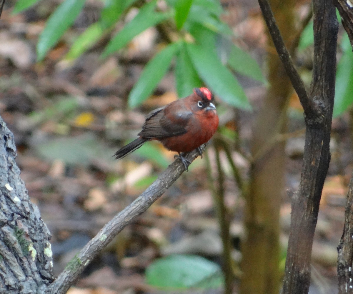 Red-crested Finch - ML252431271