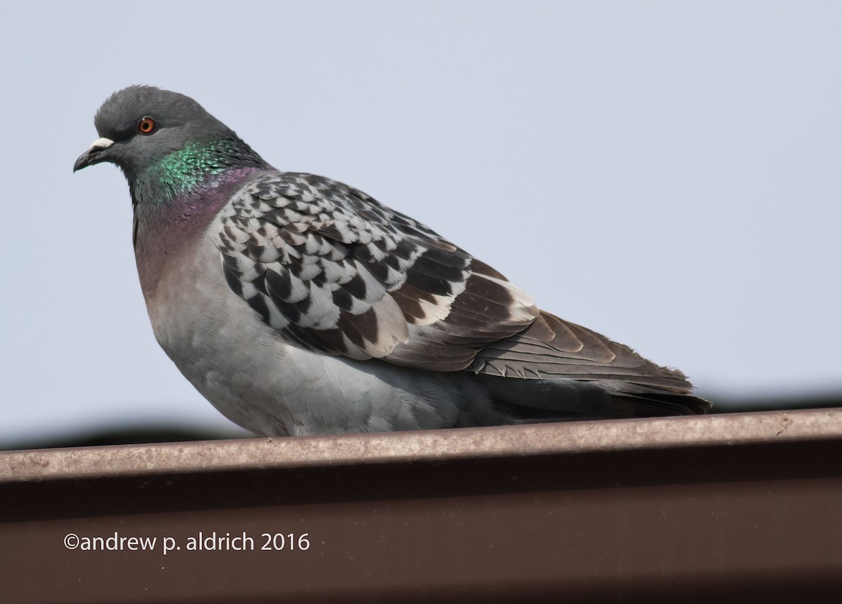 Rock Pigeon (Feral Pigeon) - ML25243561