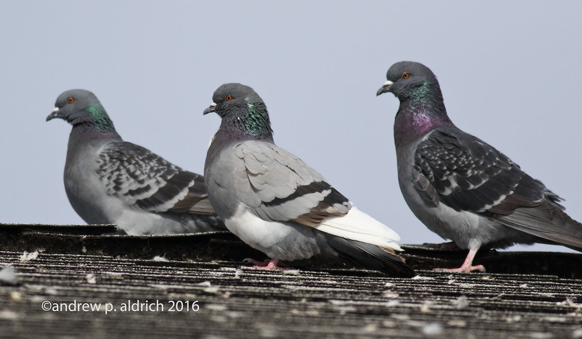 Rock Pigeon (Feral Pigeon) - ML25243571