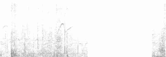 Batı Amerika Sinekkapanı (occidentalis/hellmayri) - ML252440451