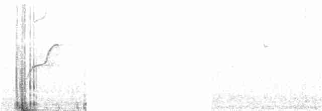 Batı Amerika Sinekkapanı (occidentalis/hellmayri) - ML252447411