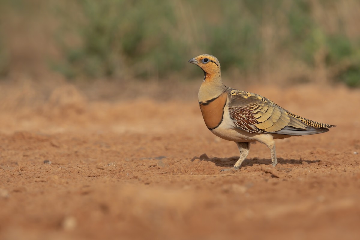 Pin-tailed Sandgrouse - Marco Valentini