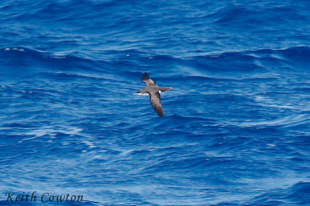Townsend's Shearwater - Keith Cowton