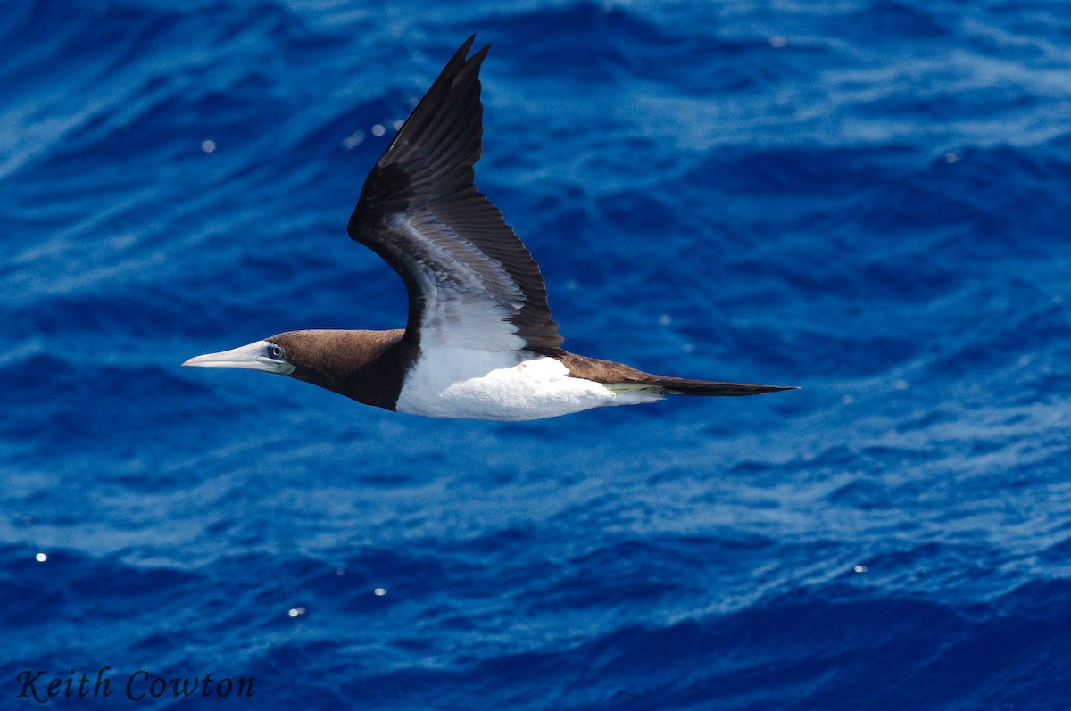 Brown Booby (Brewster's) - Keith Cowton