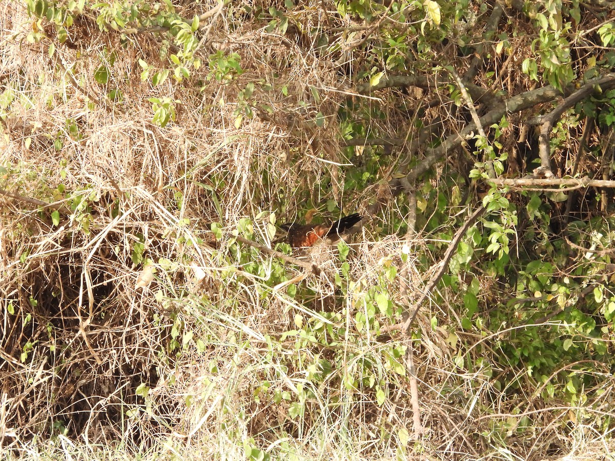 White-browed Coucal - ML252453671
