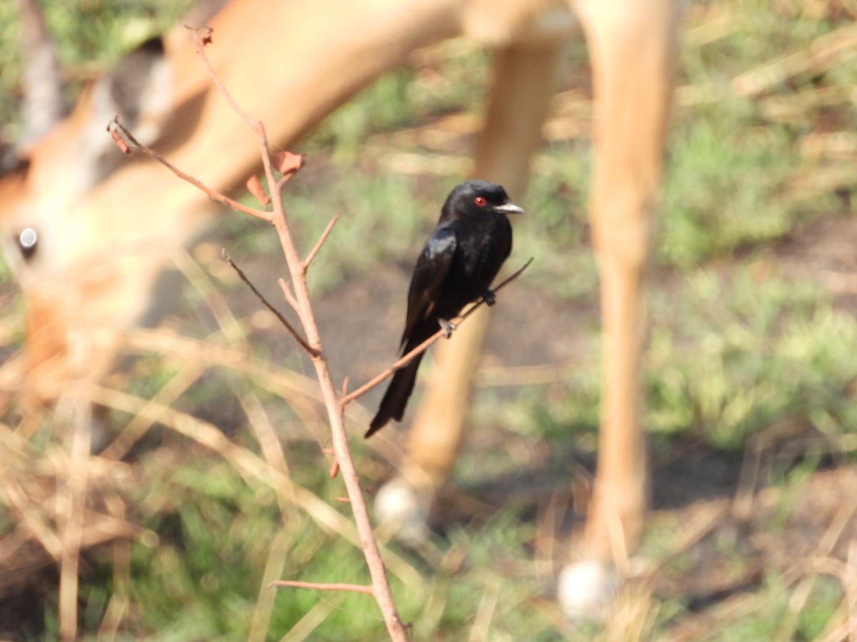 Fork-tailed Drongo - ML252454081