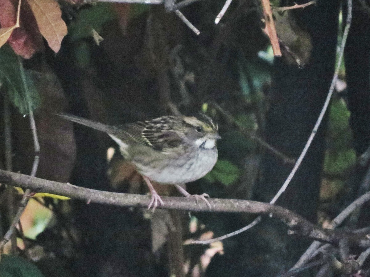 White-throated Sparrow - ML25245451
