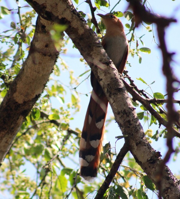 Squirrel Cuckoo - ML25245631