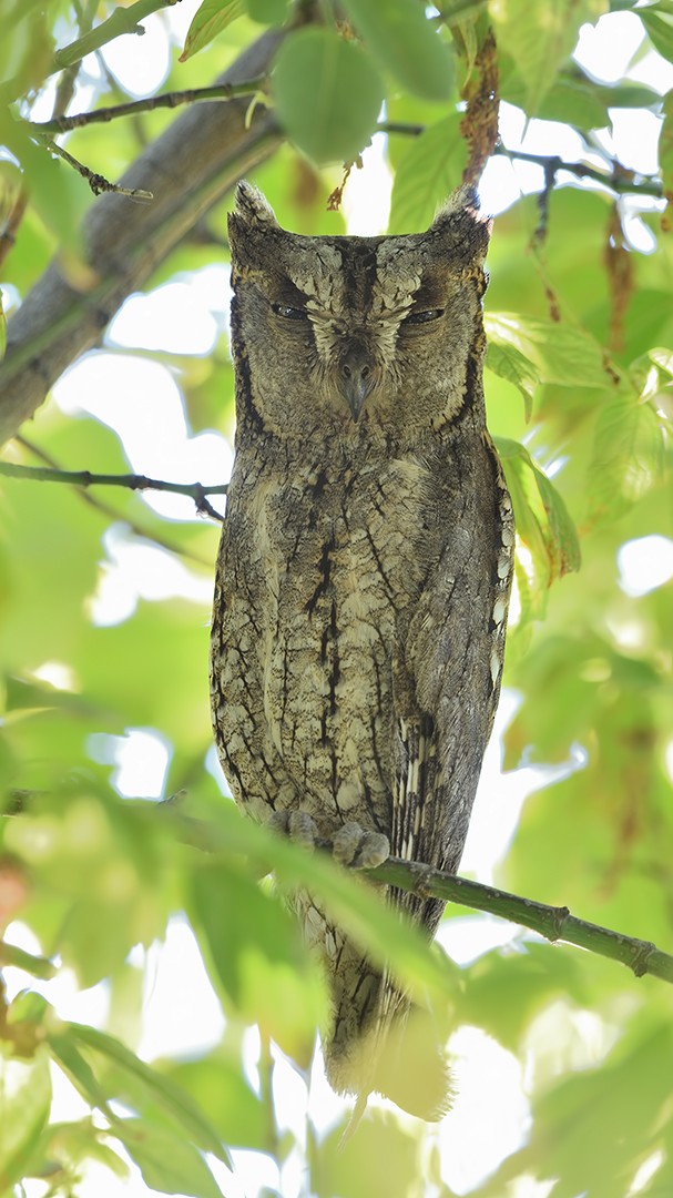 Eurasian Scops-Owl - Kuzey Cem Kulaçoğlu