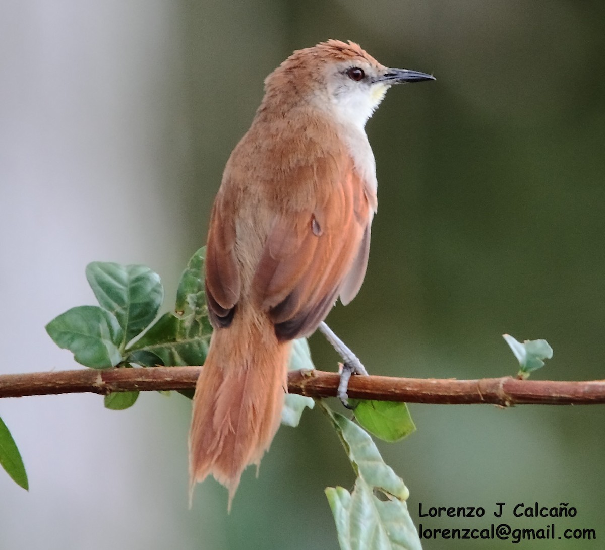 Yellow-chinned Spinetail - ML252462591