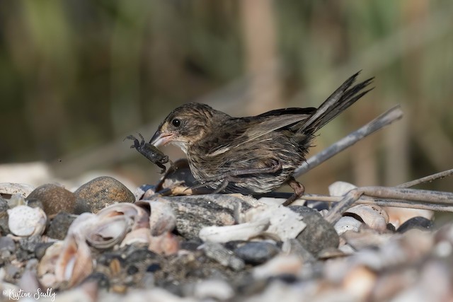 Bird with crab. - Seaside Sparrow - 