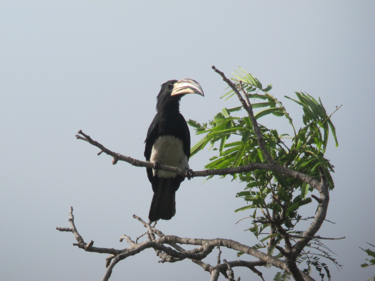 West African Pied Hornbill - haydn patterson