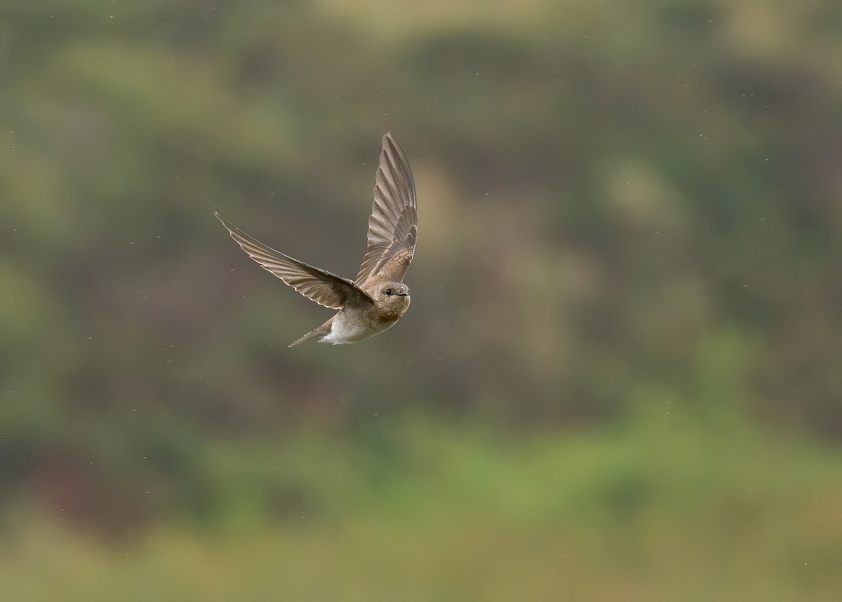 Northern Rough-winged Swallow - Derek Lecy