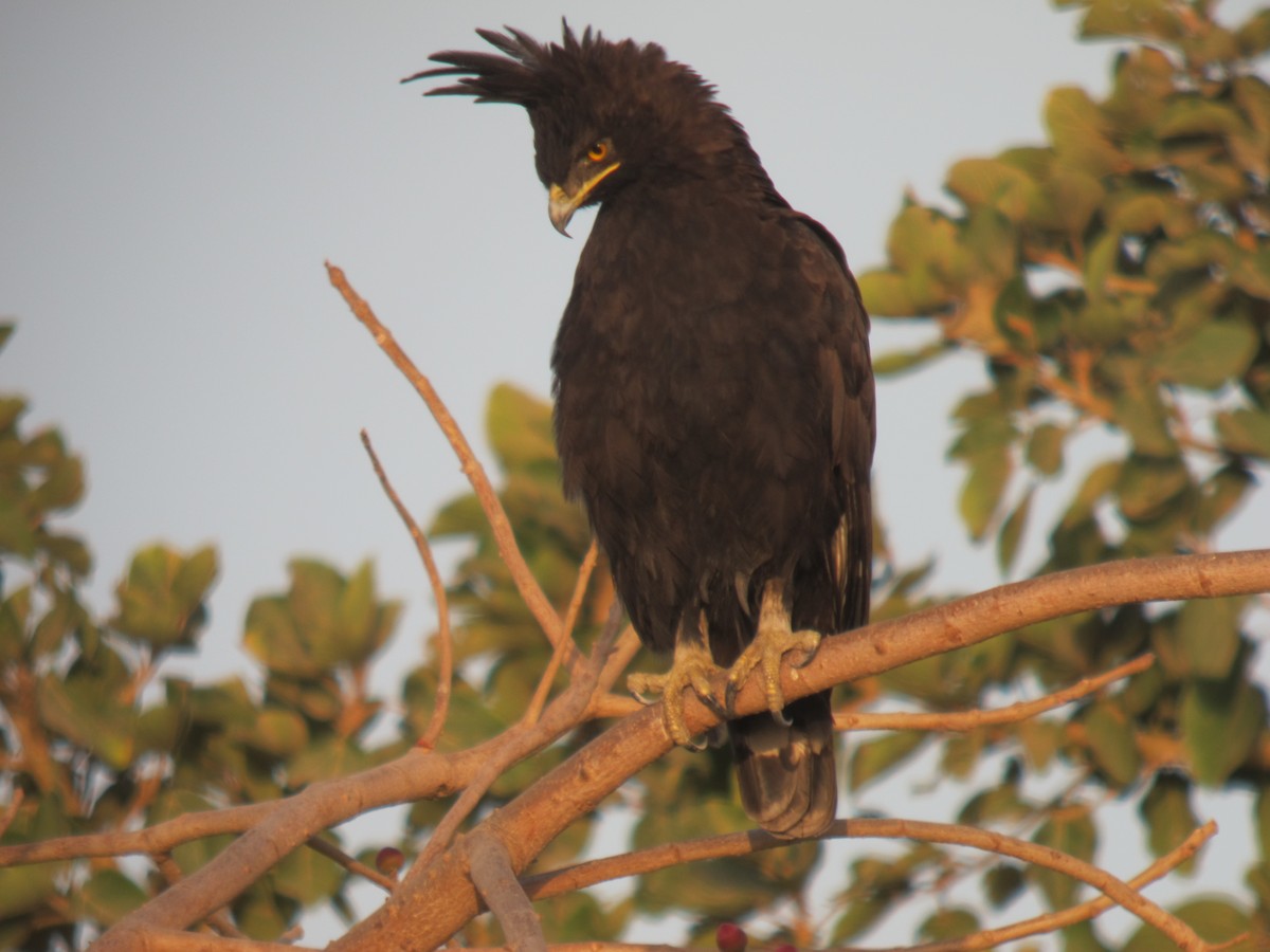 Long-crested Eagle - haydn patterson