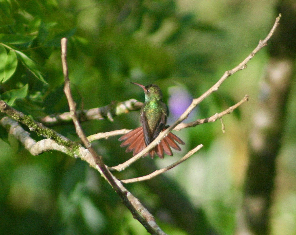 Rufous-tailed Hummingbird - ML252478621