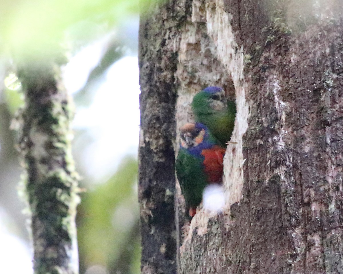 Red-breasted Pygmy-Parrot - ML252479201
